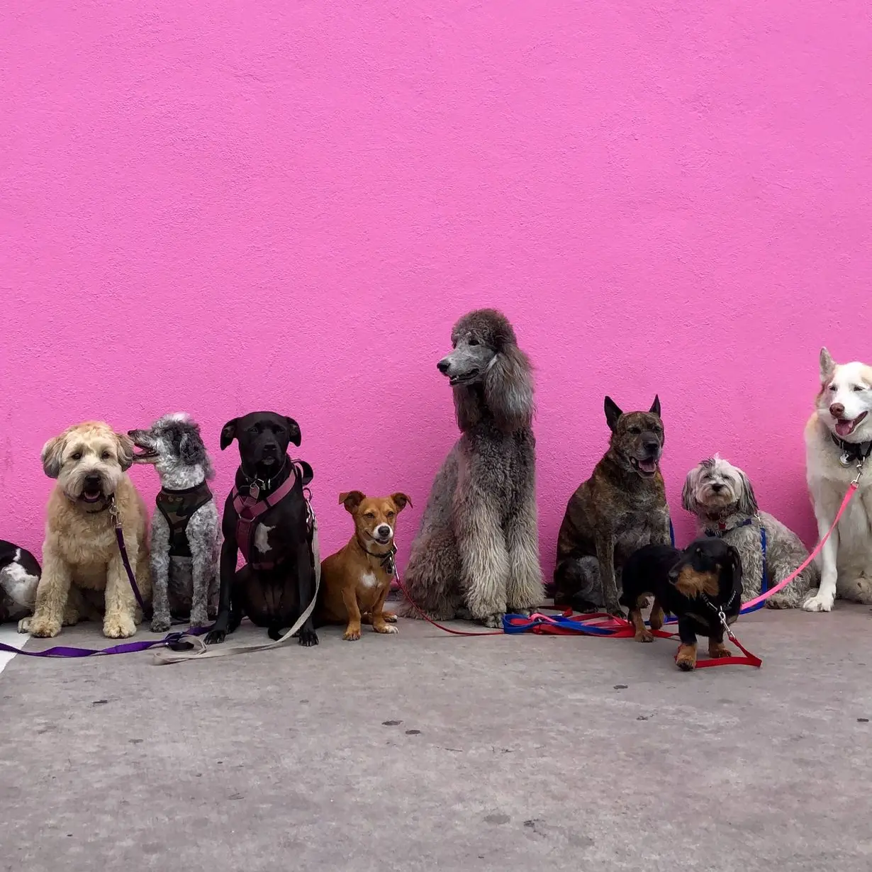 litter of dogs fall in line beside wall